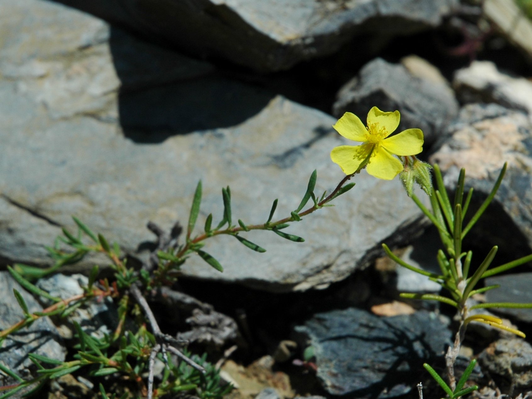 Elba 01 - Fumana cfr. arabica